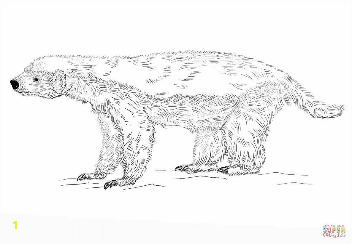 Honey Badger Coloring Page Honey Badger Coloring Page