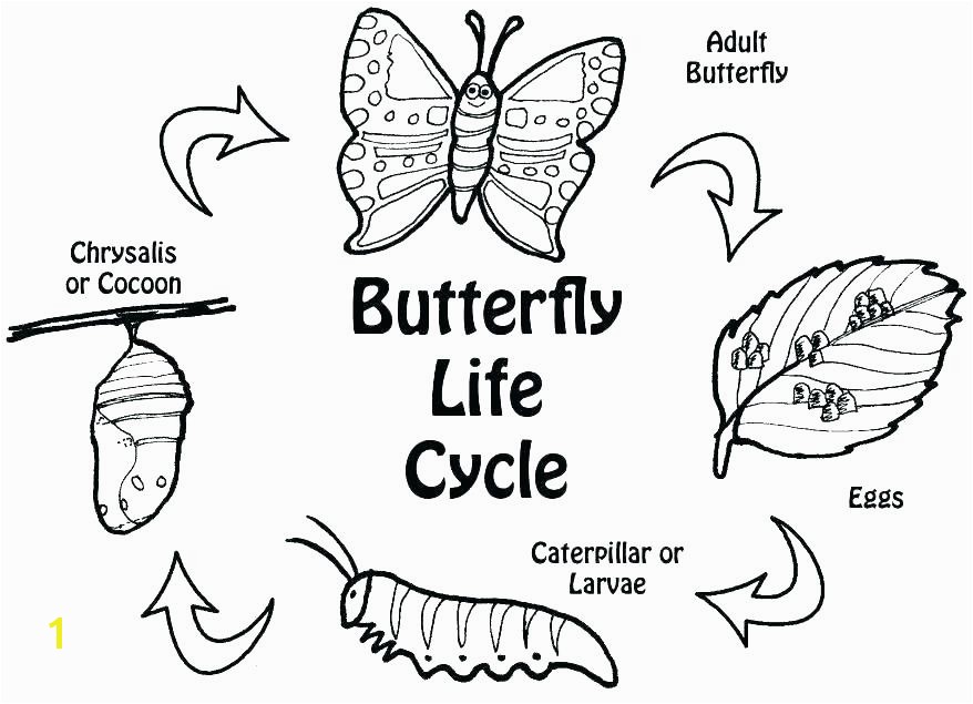 hungry caterpillar printable coloring pages excellent ideas caterpillar coloring page very hungry caterpillar coloring pages the