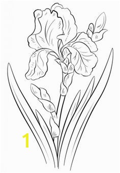Iris Drawing How to draw an iris flower step by step drawing tutorials