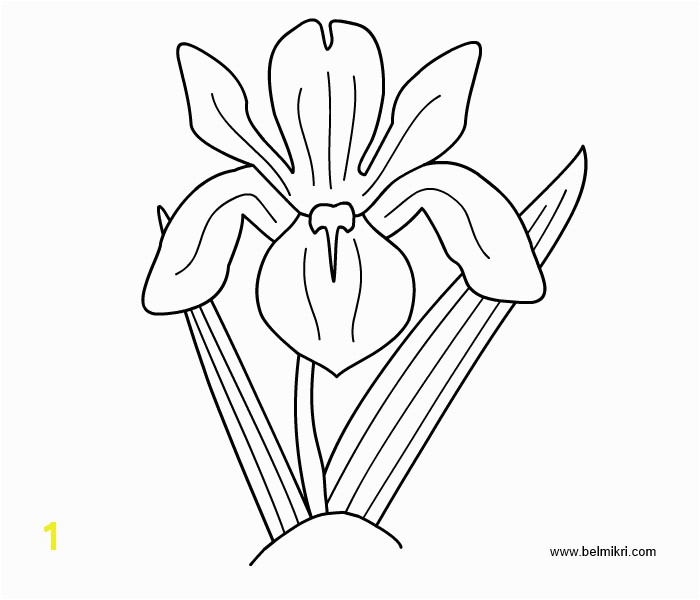 Iris Flower Coloring Page Printable Coloring Pages Dot the Dot