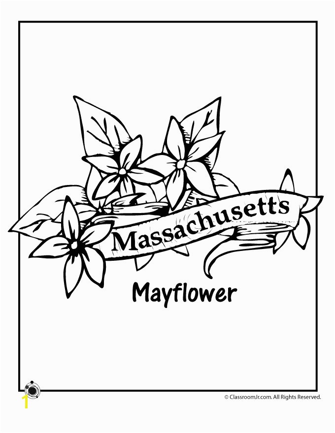 Massachusetts Flag Coloring Page Awesome State Flower Coloring Pages Massachusetts State Flower Coloring Page Stock