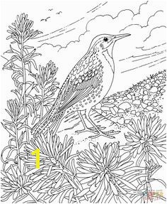 Friends Across America Free Printable Coloring Page Wyoming State Bird and Flower Western Meadowlark Indian Paintbrush educational printables