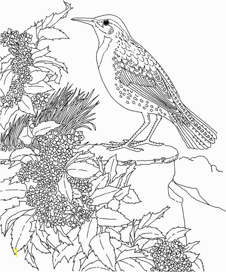 Free Printable Coloring Page Oregon State Bird and Flower Western Meadowlark Oregon Grape educational printables Bird Printable s