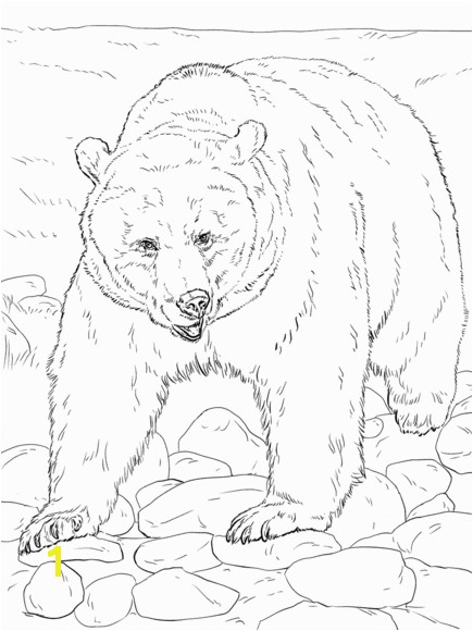 Mean Bear Coloring Pages Realistic Grizzly Bear Coloring Page