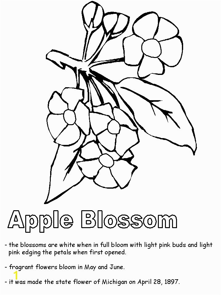 Michigan State Flower Coloring Page Unique Apple Blossom Line Drawing at Getdrawings