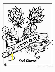 State Flower Coloring Pages Vermont State Flower Coloring Page – Classroom Jr