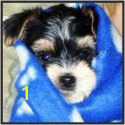 Morkie Coloring Pages Morkie Puppies Pictures Galore Including Images and Slides Of Our