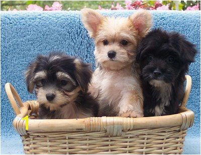 Morkie Coloring Pages Morkies Vary In Color and Size but they Hold the Same Place In