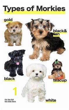 The different types of Morkie dogs colors and sizes