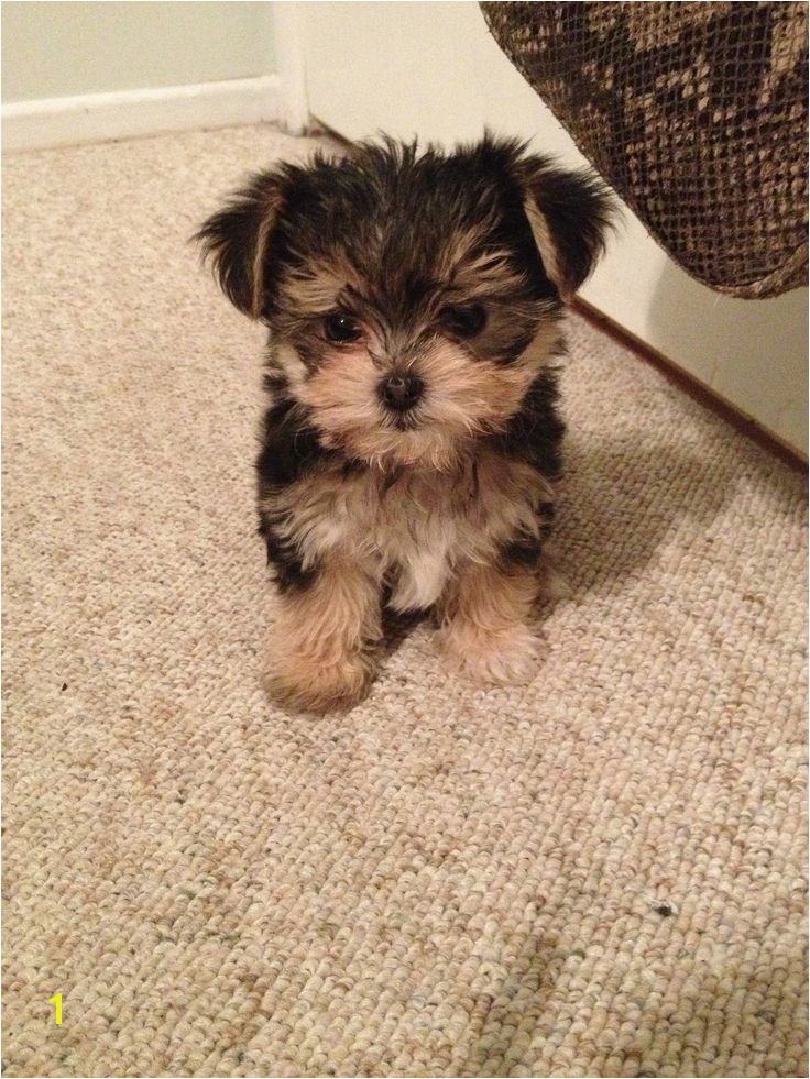 Morkie Coloring Pages Yorkie X Maltese = Morkie