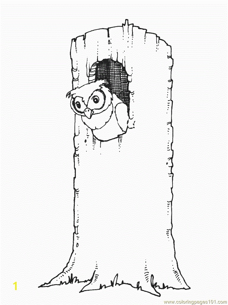 Owl in tree Coloring Page