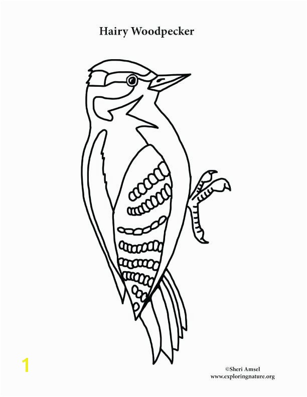 Pileated Woodpecker Coloring Page Pileated Woodpecker Coloring Page Awesome Woodpecker Coloring Page