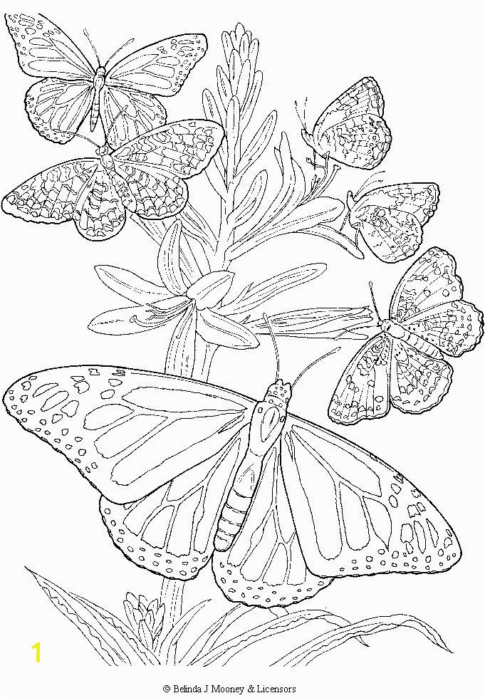 free printable adult Butterfly Coloring Page