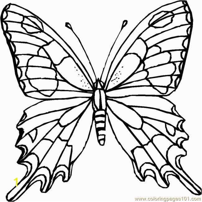 Printable butterfly Coloring Pages butterfly Coloring Page Coloring Page Free butterfly Coloring