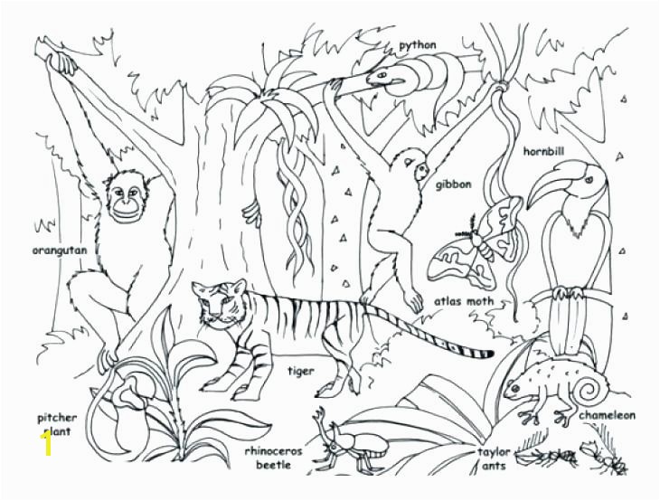 Animals Coloring Pages Tropical Jungle And Page Kids Colouring Amazon Rainforest