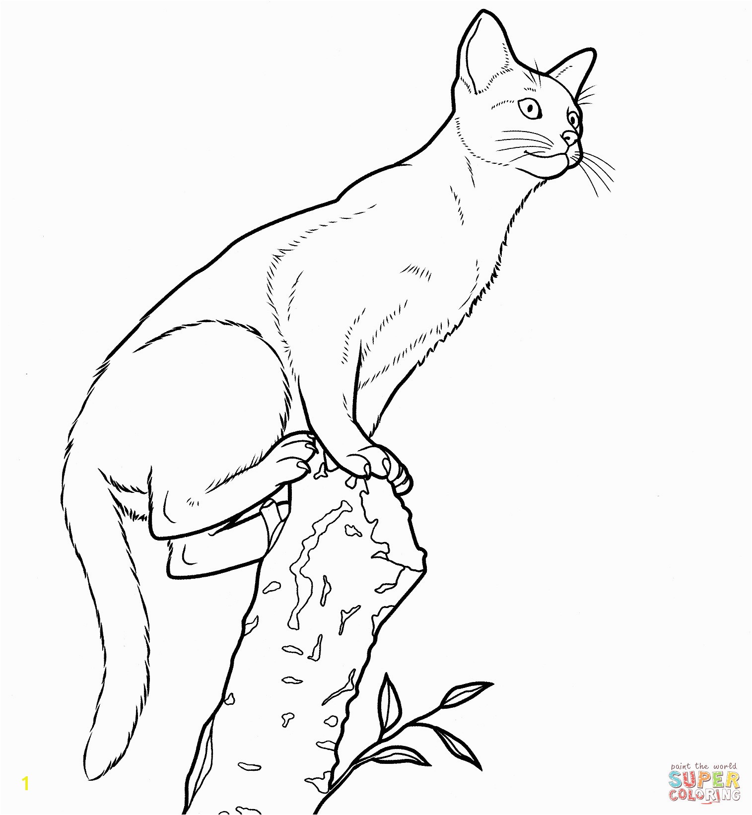 Abyssinian Cat Coloring Page Realistic Sheets