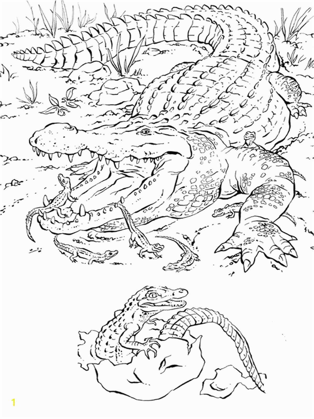 Animal Coloring Pages For Adults And Realistic Throughout With Animals