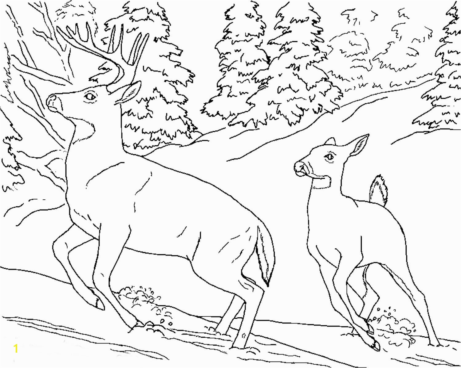 Realistic Coloring Pages Animals