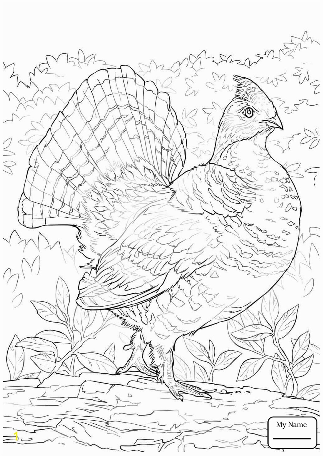 Printable Crammed Ruffed Grouse Coloring Page Best to Unknown Awesome Free Printable Coloring Page Best