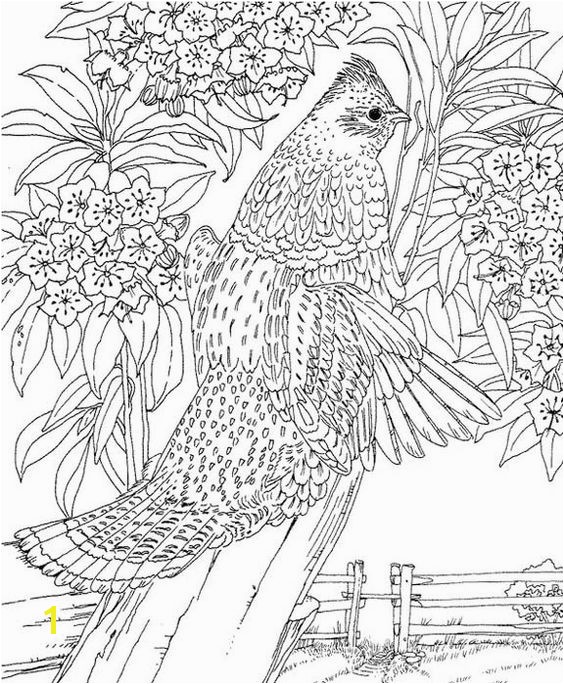 Pennsylvania Ruffed Grouse Coloring Page Purple Kitty Coloring Pages & Tips Pinterest