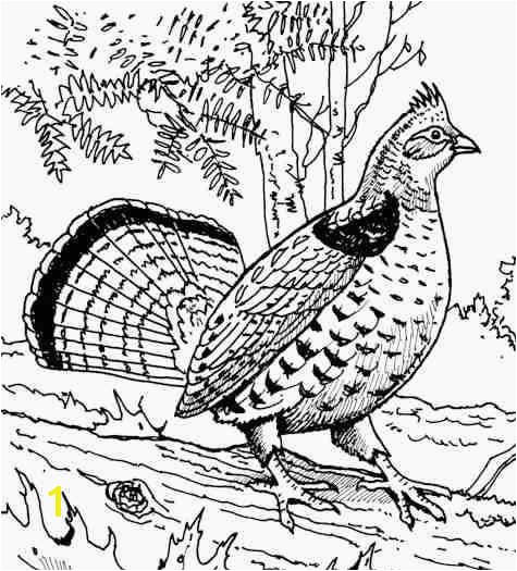 Ruffed Grouse Coloring Page Ruffed Grouse Pg 198 Birds Pinterest