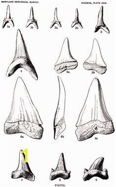 Fossil Shark Teeth identification key Maryland Geological Survey