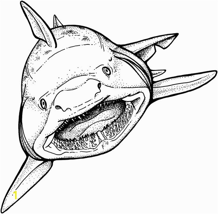 Shark Teeth Coloring Pages Drawn Tiger Shark Colouring Page Pencil and In Color Drawn Tiger