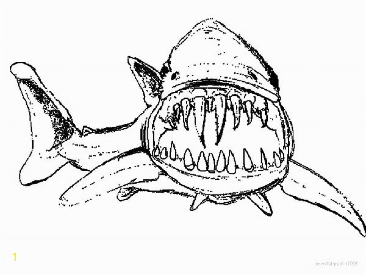 Shark Teeth Coloring Pages Great Shark Teeth Template Find Sharky S Teeth Printable