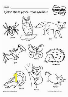 Nocturnal animals coloring sheets