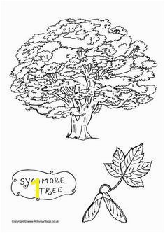 Sycamore Tree Coloring Page Sycamore Tree Coloring Page Fresh Sycamore Tree Coloring Page