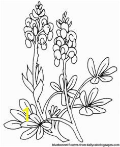 Texas Bluebonnet Flower Coloring Pages