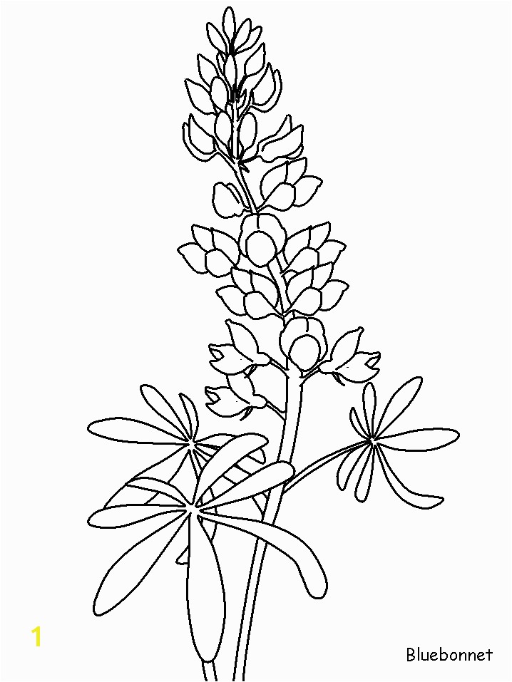 Texas Bluebonnet Coloring Page Coloring Flowers