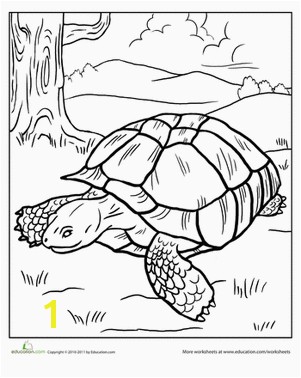 Tortoise Coloring Page