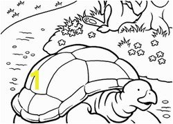 Tortoise and the Hare Coloring Page Color the tortoise and the Hare Worksheet