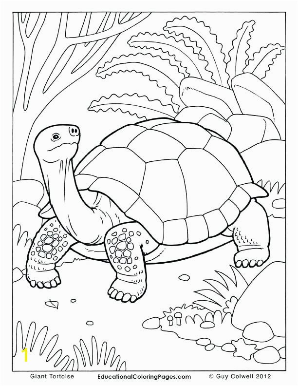 Tortoise and the Hare Coloring Page Inspirational Kids Drawing Book at Getdrawings Tortoise and the