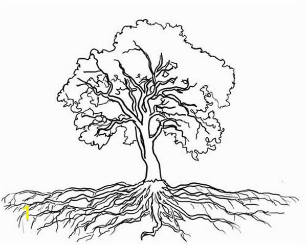 Tree with Roots Coloring Page Root Coloring Vfbi Roots Coloring Page Oak Tree Massive Roots