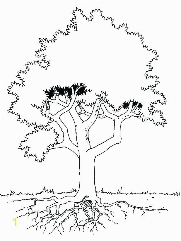 tree with roots coloring page the is seen in detail pages c