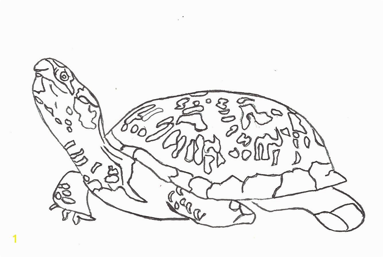 Turtle Coloring Pages For Adults 18cute Turtle Coloring Pages For Adults Clip Arts & Coloring Pages