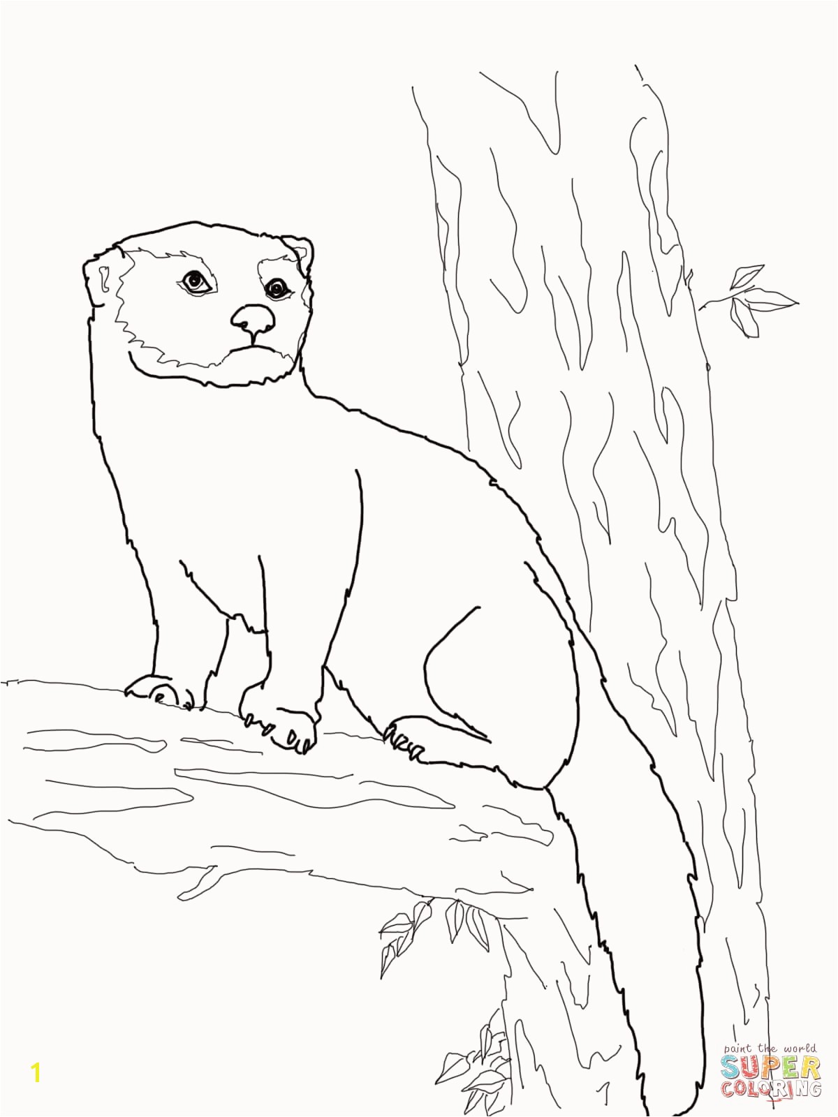 Weasel Coloring Pages Weasel Coloring Pages New Fisher Cat Coloring Page