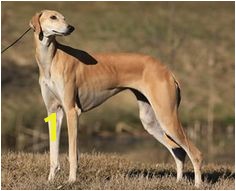 Whippet Coloring Pages 44 Best Chiens Images On Pinterest