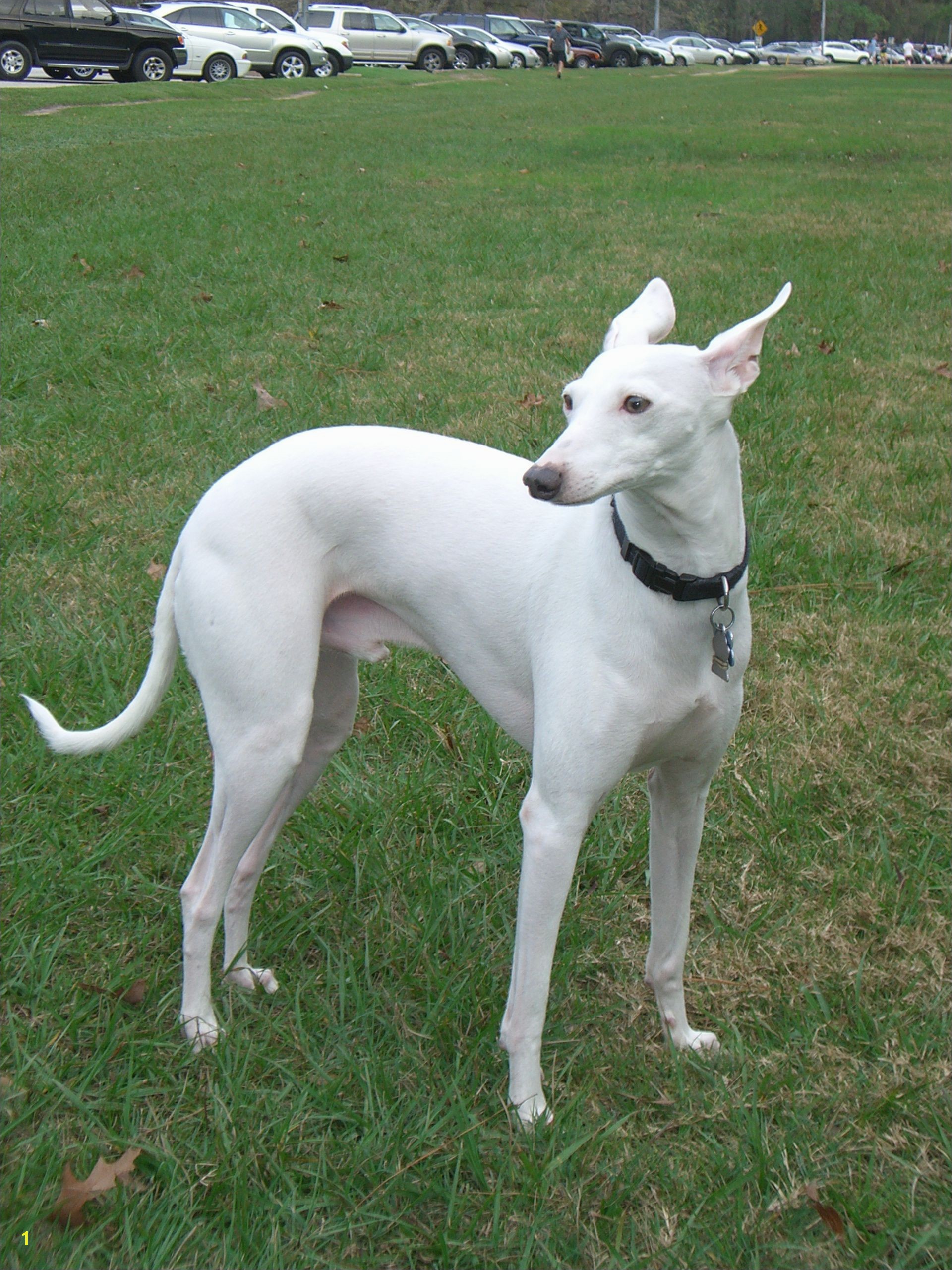 Park Whippet