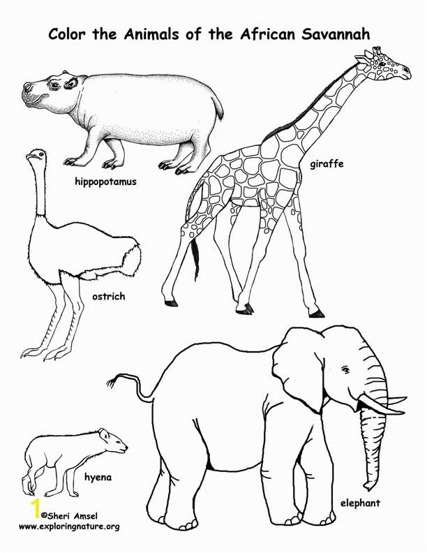 612x792 Savanna African Animals Coloring Page