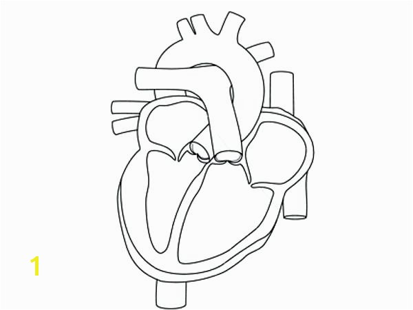 Anatomical Heart Coloring Pages Anatomical Heart Line Drawing at Getdrawings