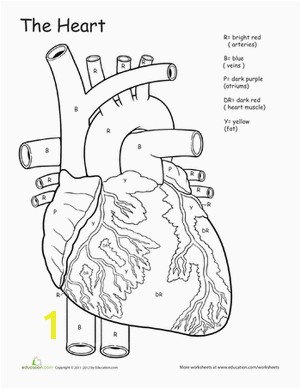 Fifth Grade Science Worksheets Awesome Anatomy If I ly Had a Heart