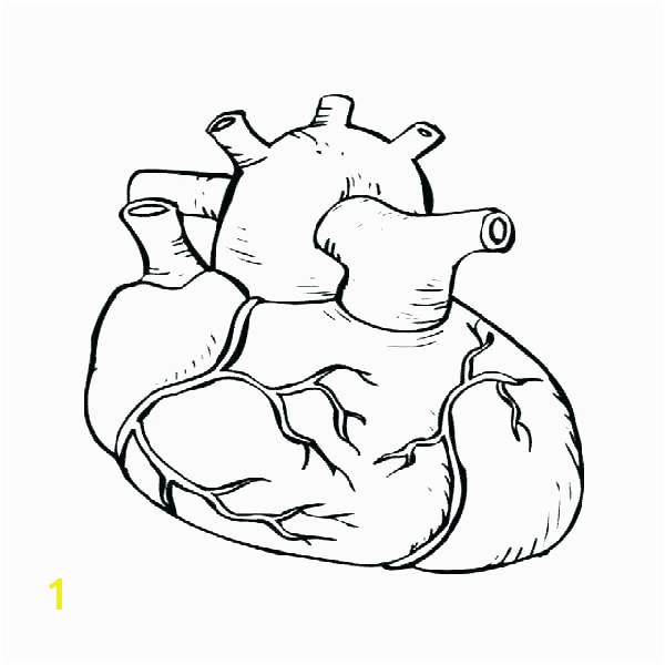 Anatomical Heart Coloring Pages Heart Anatomy Coloring Pages Heart Anatomy Coloring Pages Heart