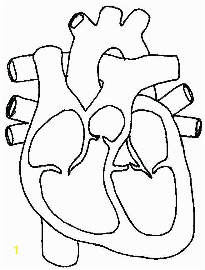 Anatomical Heart Coloring Pages Heart Anatomy Coloring Pages Love Heart Colouring Sheets Heart Anatomical Heart Coloring Pages Heart Anatomy Coloring Pages Love Heart Colouring Sheets Heart