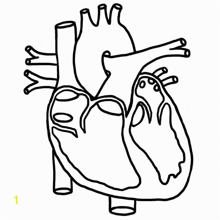 Anatomical Heart Coloring Pages Human Heart Coloring for Kids Health Of Anatomy