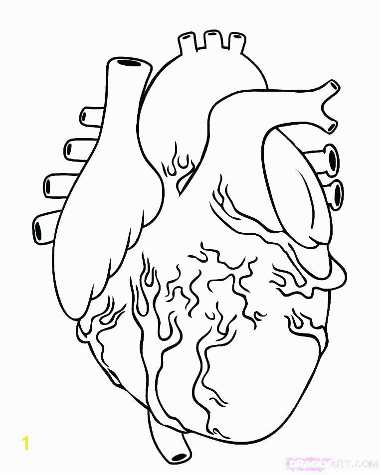 Anatomical Heart Coloring Pages Human Heart Coloring Page Free Printable Human Heart Coloring Pages