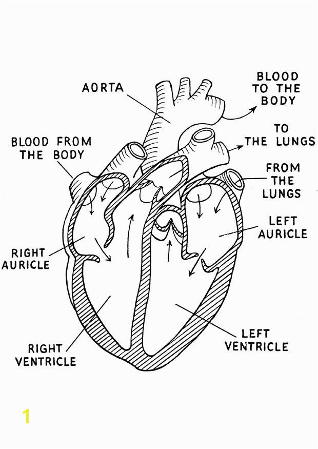 Anatomical Heart Coloring Pages Human Heart Coloring Page Google Search Except for the