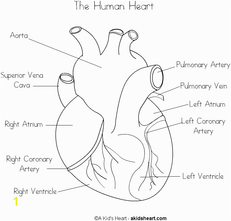 anatomical-heart-coloring-pages-divyajanan